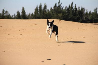 中文在线发布逍遥大模型 号称可“一键生成”万字小说